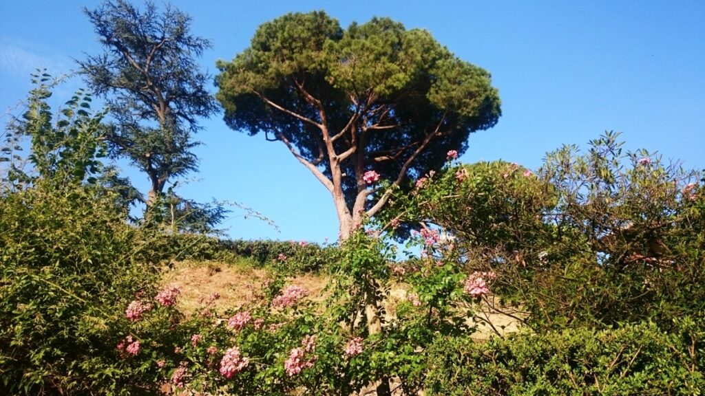 giardino-delle-rose-firenze