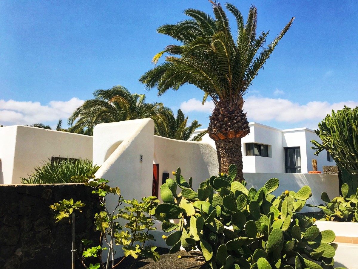 Roślinność na Lanzarote