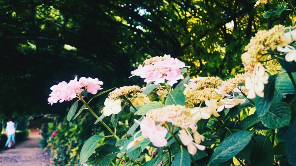 Flowers in the Bardini Gardens in Florence