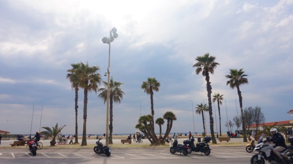 Palms in Viareggio