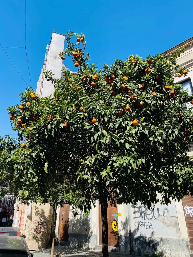 citrus, Sicily